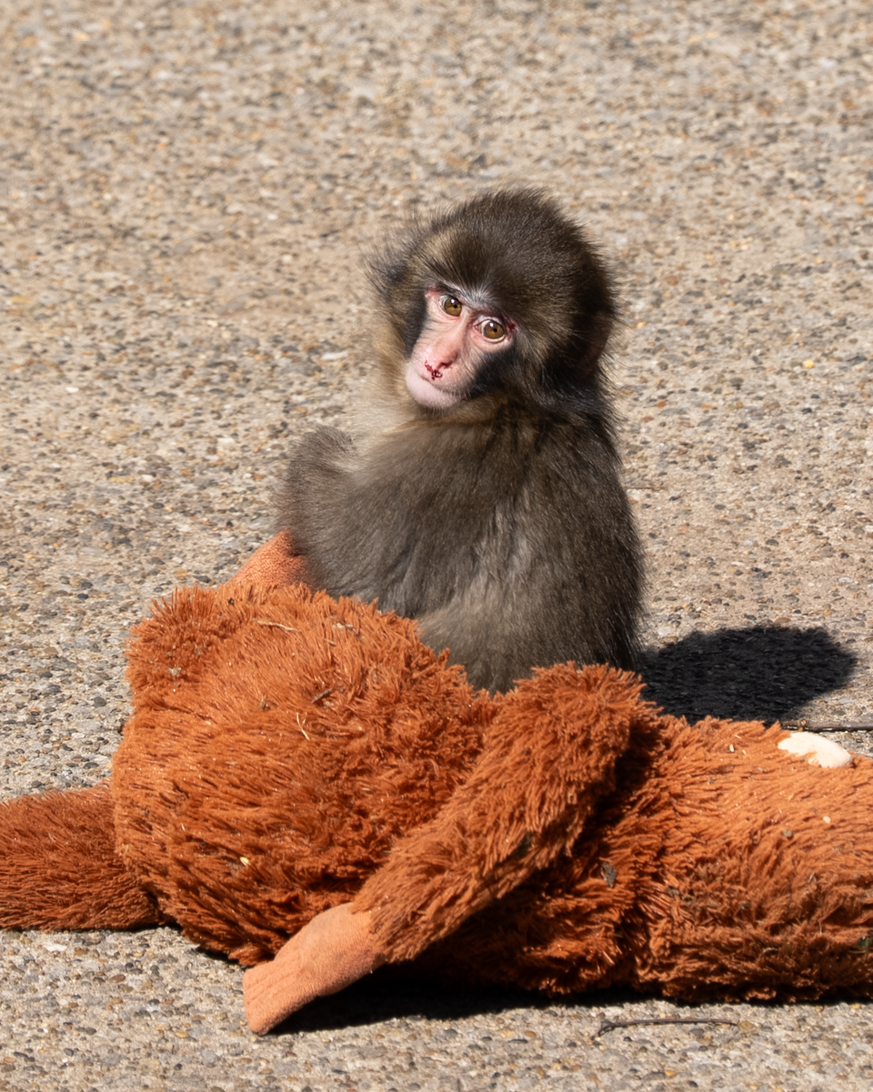 punch the monkey — Troop life begins