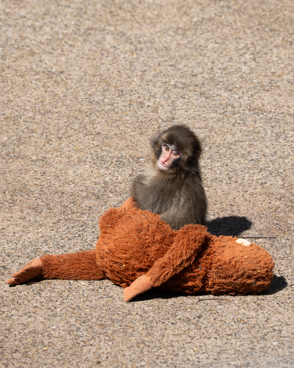 punch the monkey — Punch is born