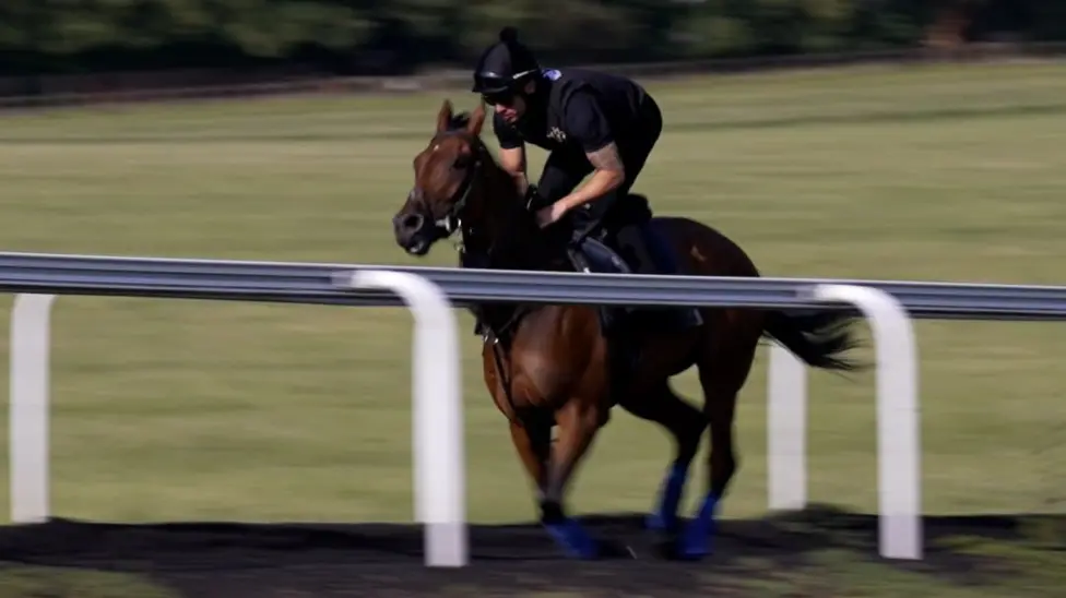 JJ Hamblett is wearing all black and is riding a brown racehorse. They are riding alongside a white barrier on a green field. In the distance are a row of trees.