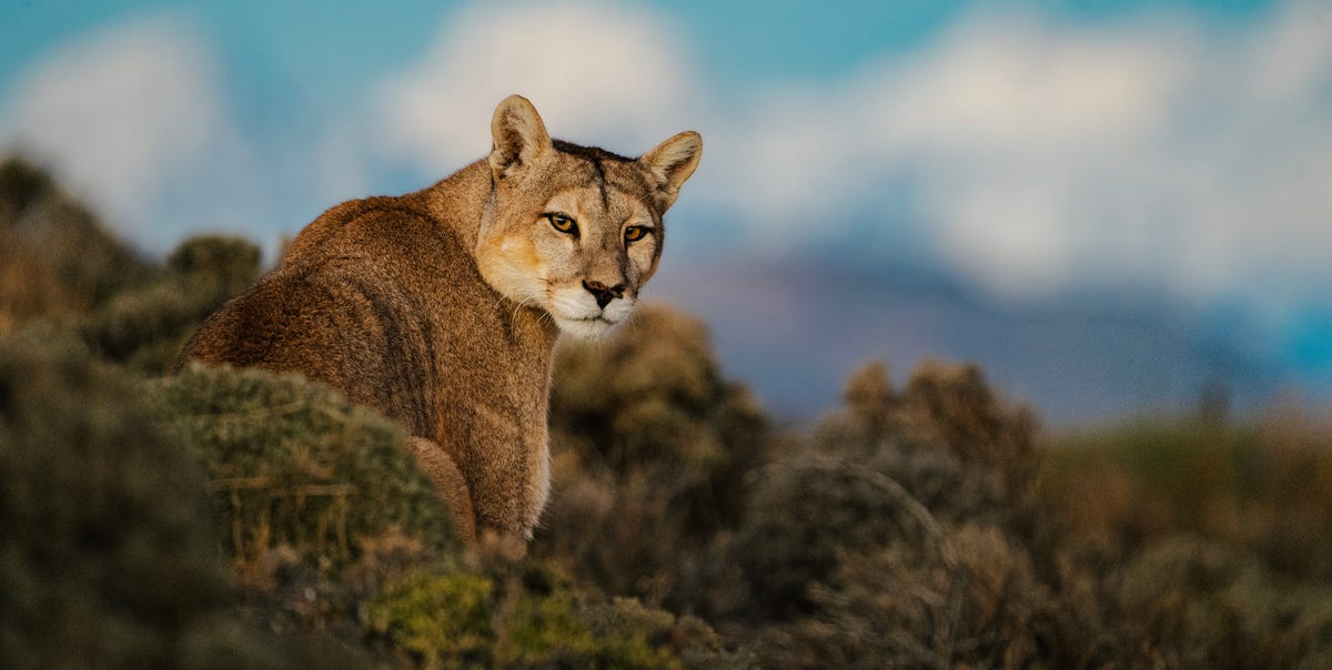 Dior Sauvage Partners With the World Wildlife Fund to Support Puma Conservation
