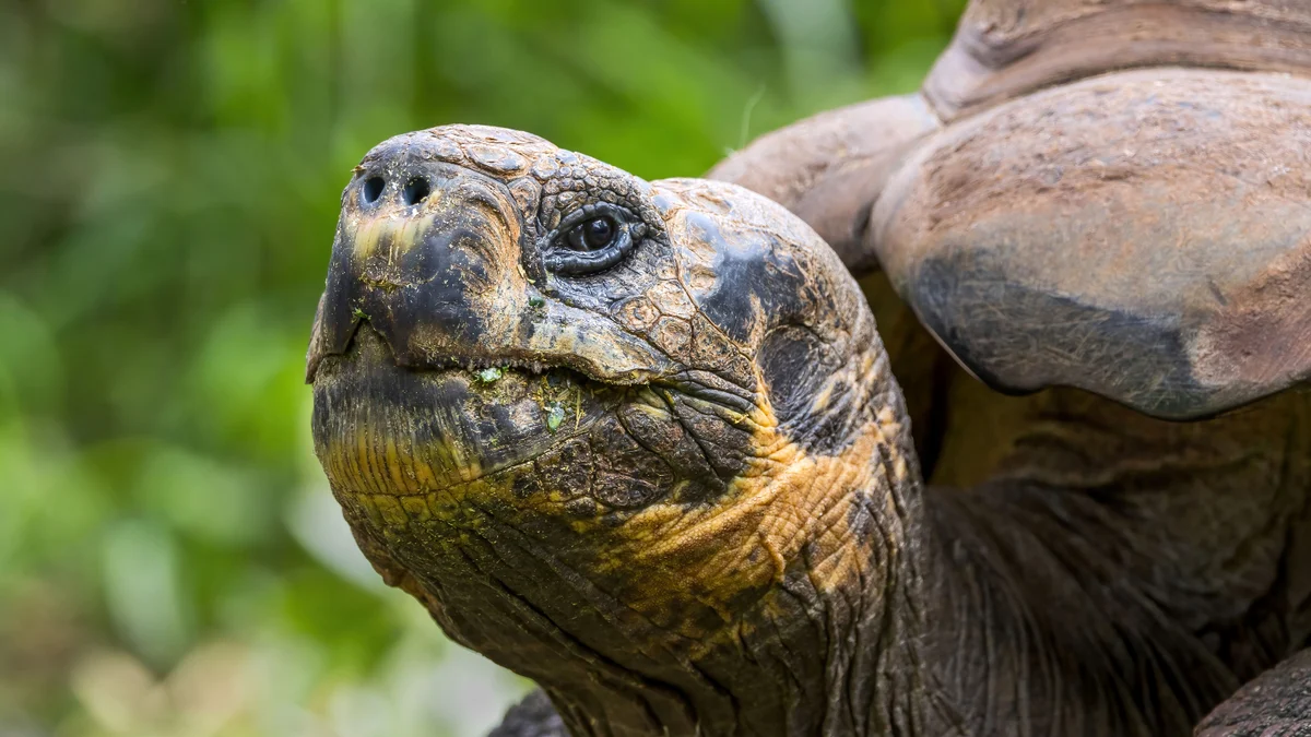 Aldabra Atoll and Seychelles in the story: Giant Tortoise Population Outnumbers Humans in the Seychelles