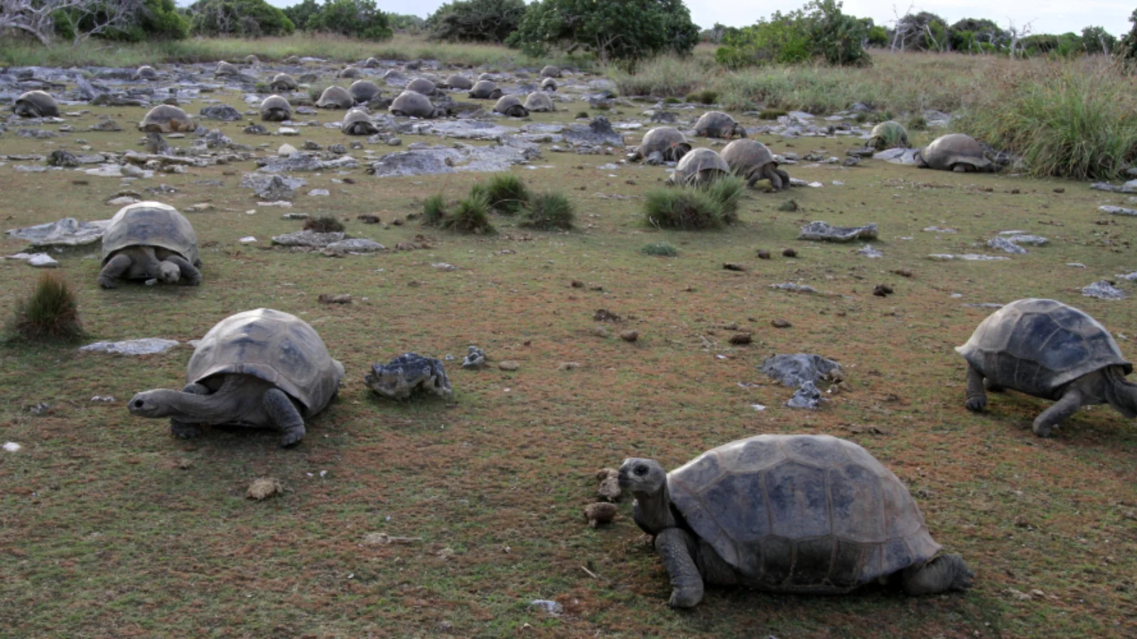 giant tortoises on island