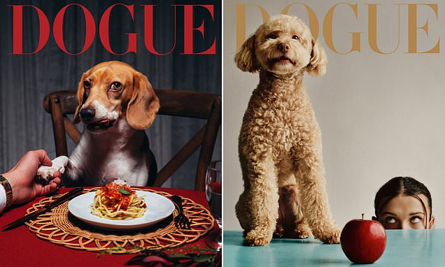Bad Bunny's beagle dog sitting near a plate of spaghetti for a fashion photoshoot