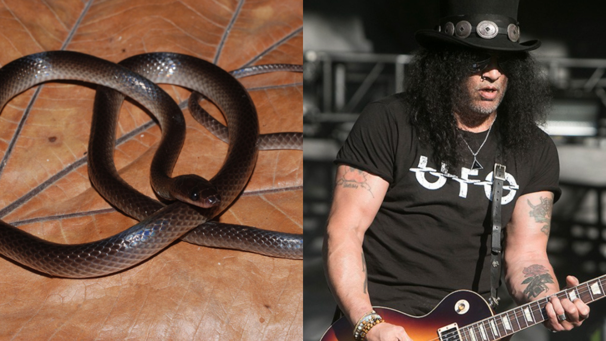 Guns N' Roses guitarist Slash performing live on stage
