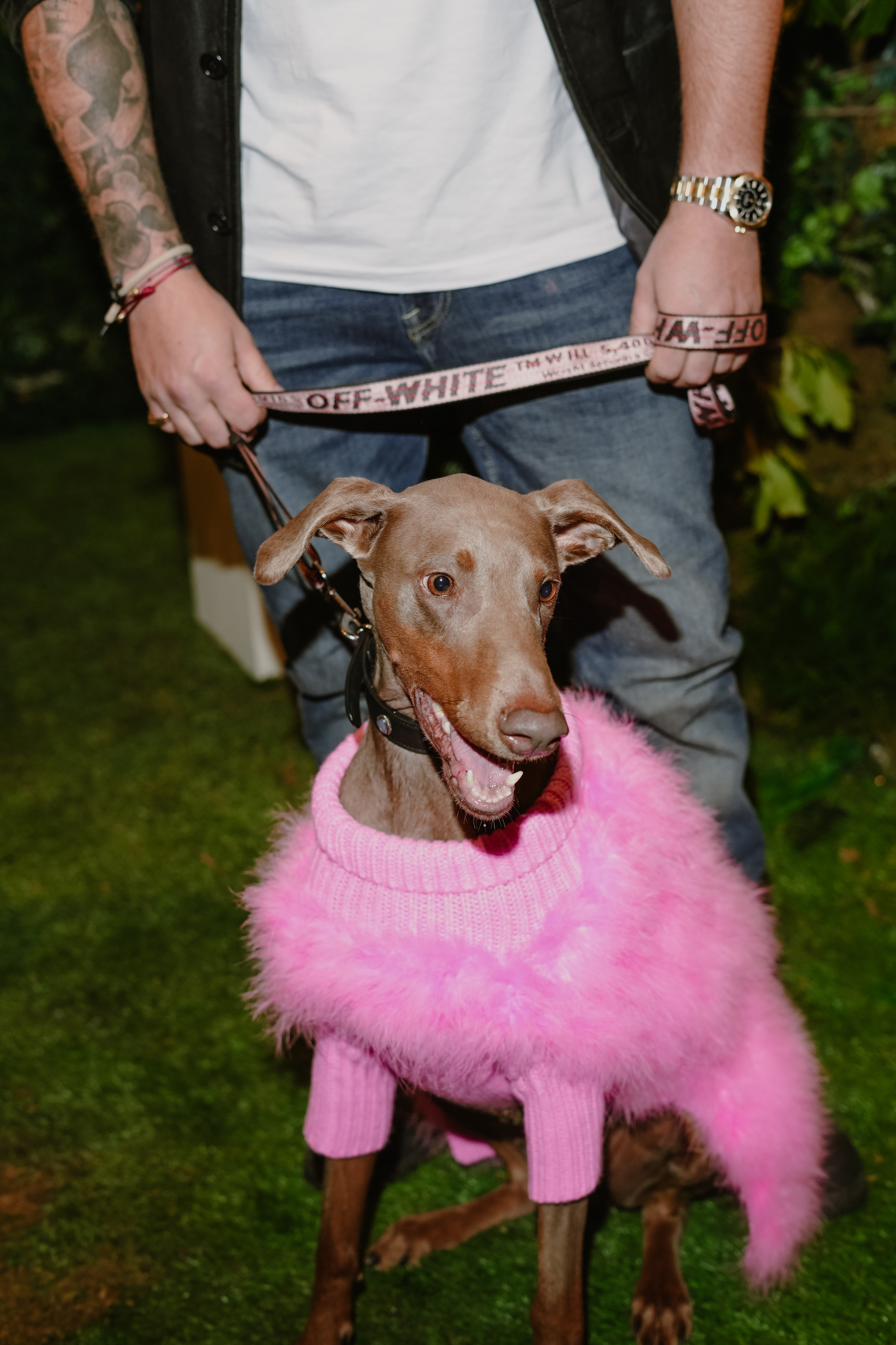 A Barkhouse fashion show dog wearing a pink sweater with fluffy trim, being held by a leash by a person wearing jeans.