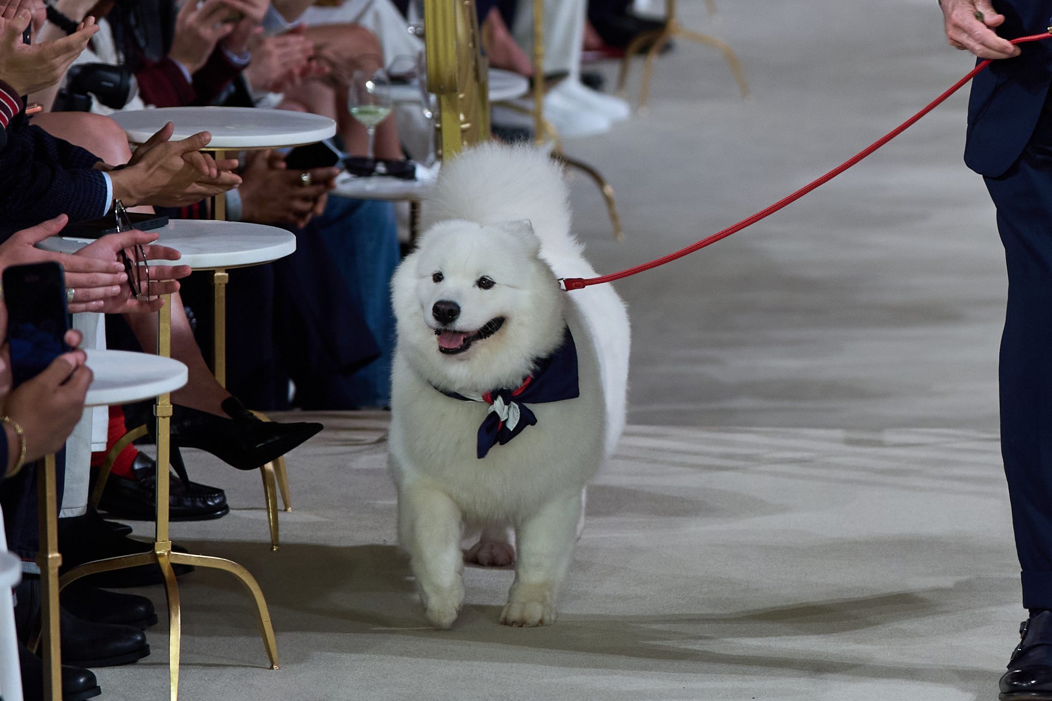 Tommy Hilfiger walking with a white dog on the runway of a fashion show.
